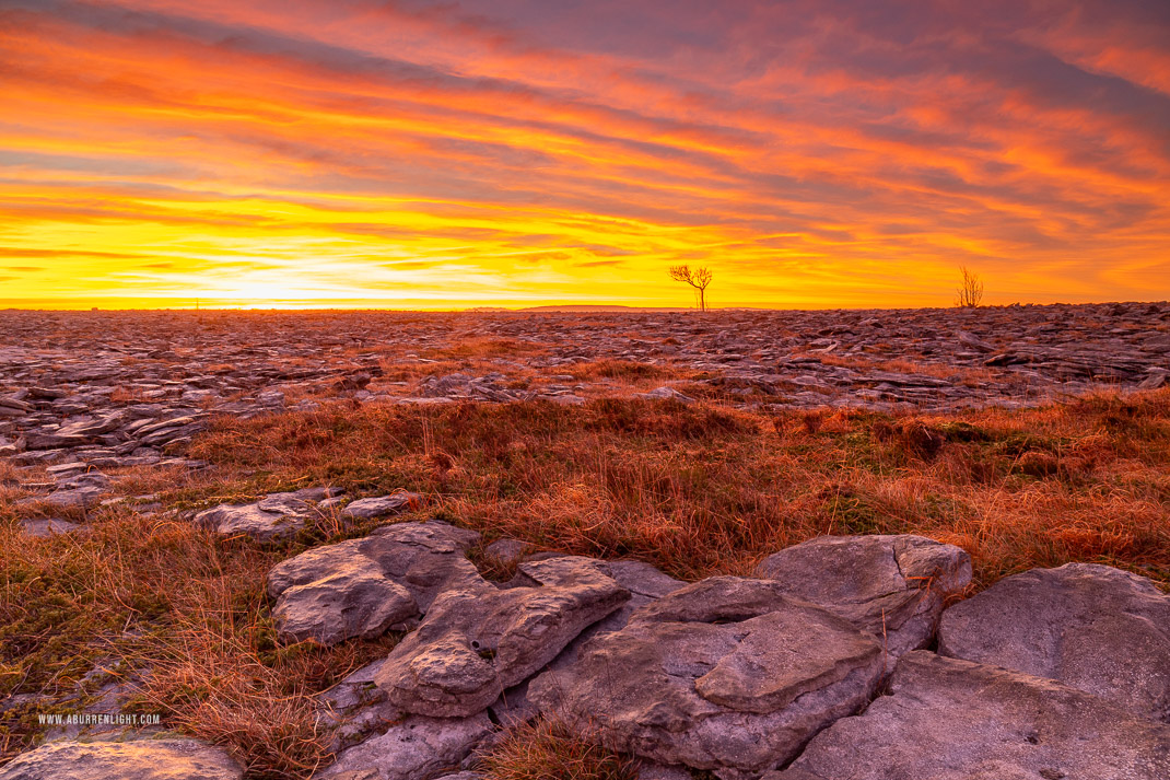 A Burren Lone Tree Clare Ireland - february,lone tree,long exposure,orange,twilight,winter,lowland