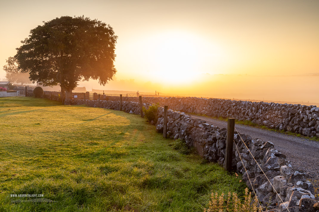 A Burren Lone Tree Clare Ireland - golden,july,lone tree,myst,rural,summer,sunrise,wall,lowland