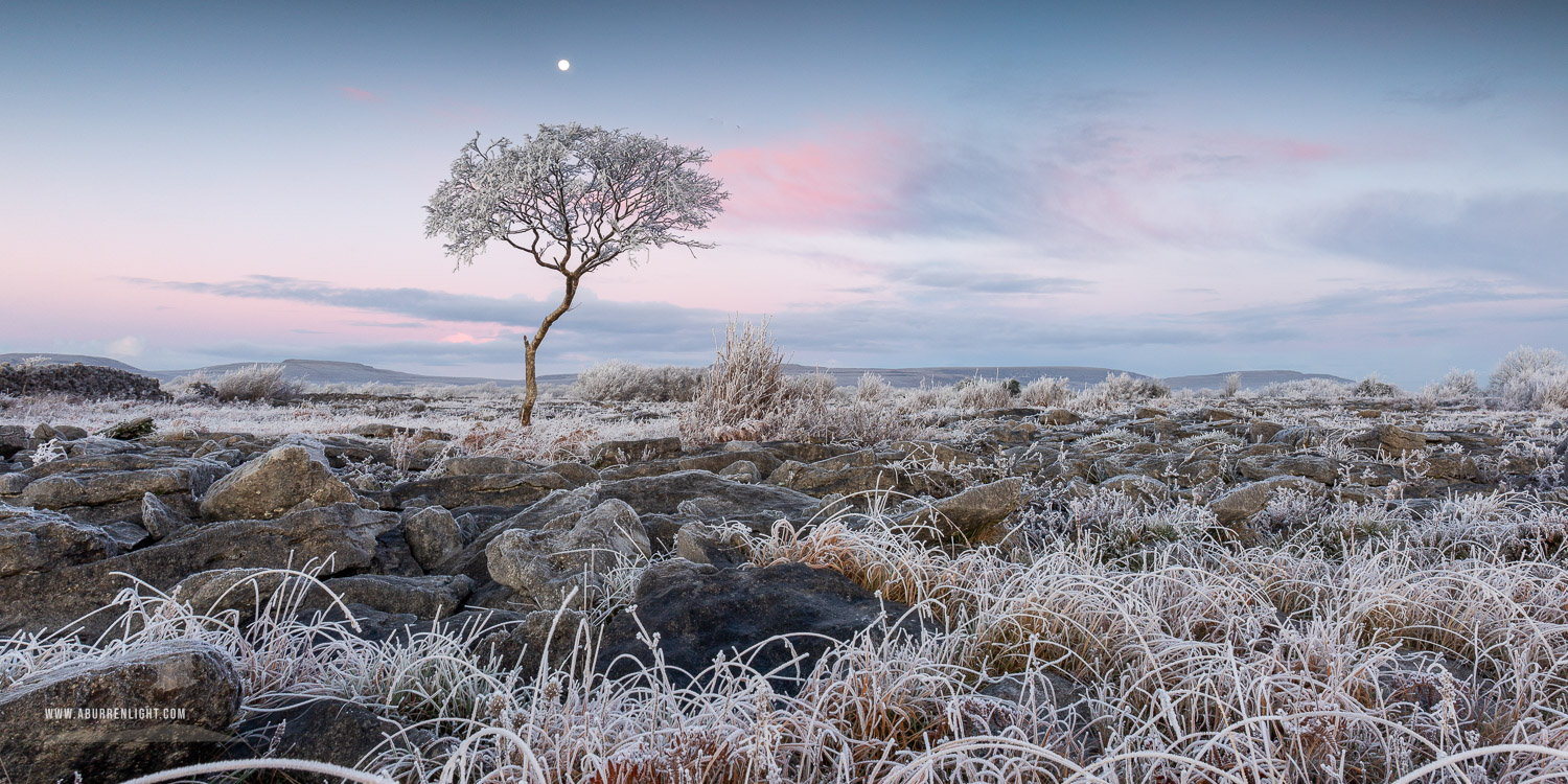 A Burren Lone Tree Clare Ireland - autumn,december,frost,lone tree,moon,panorama,twilight,lowland