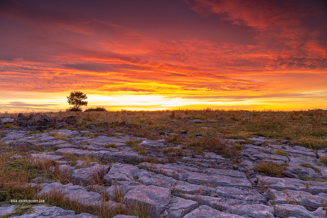 A Burren Lone Tree Clare Ireland - lone tree,red,september,summer,sunrise,twilight,lowland