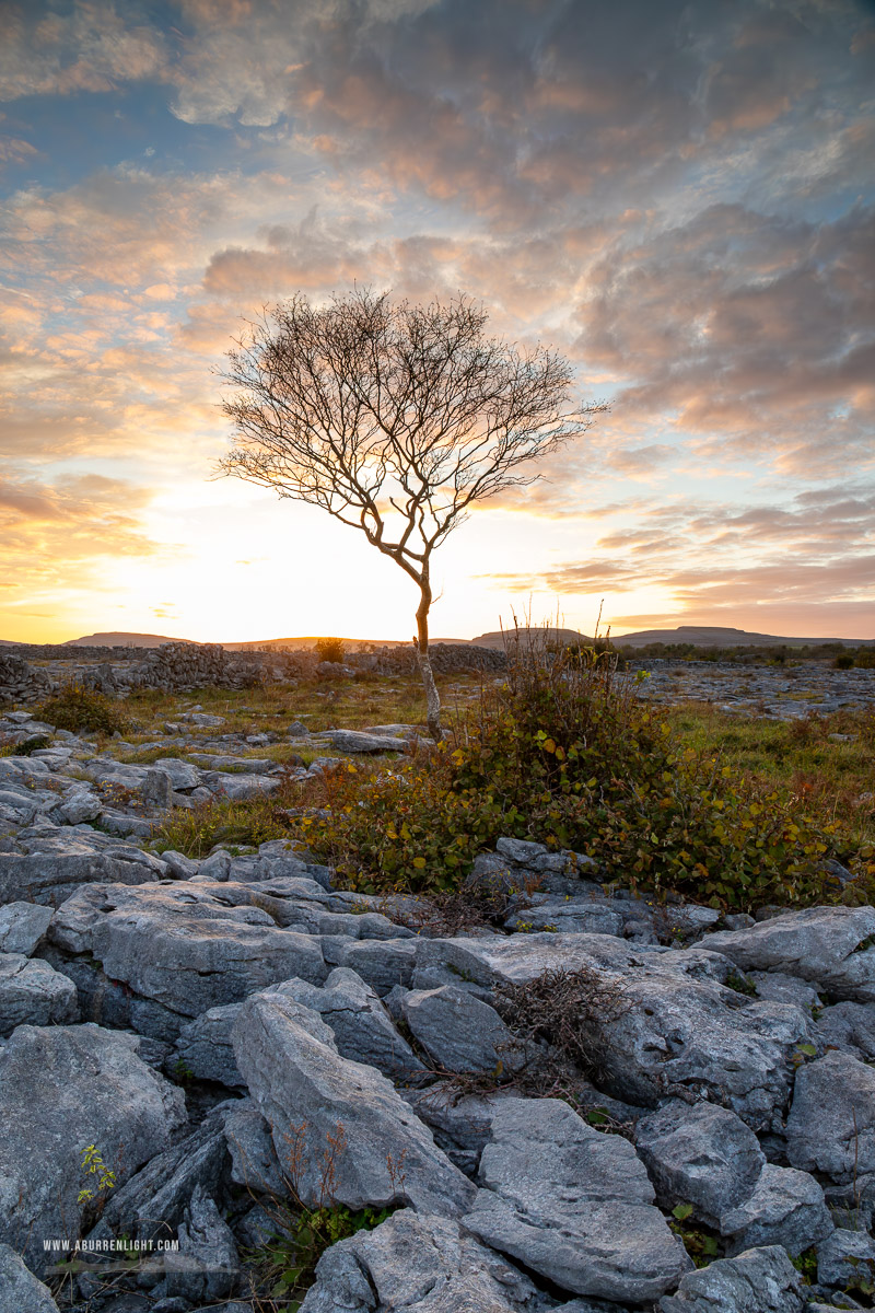 A Burren Lone Tree Clare Ireland - autumn,lone tree,october,sunset,lowland,golden