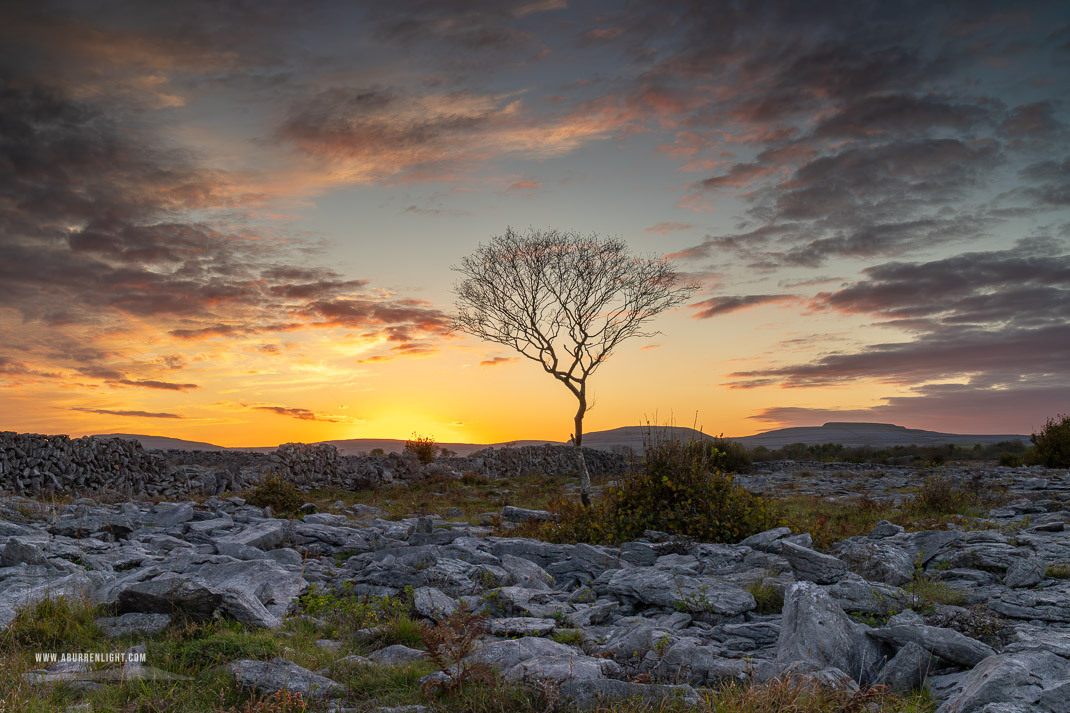 A Burren Lone Tree Clare Ireland - autumn,lone tree,october,sunset,lowland,golden