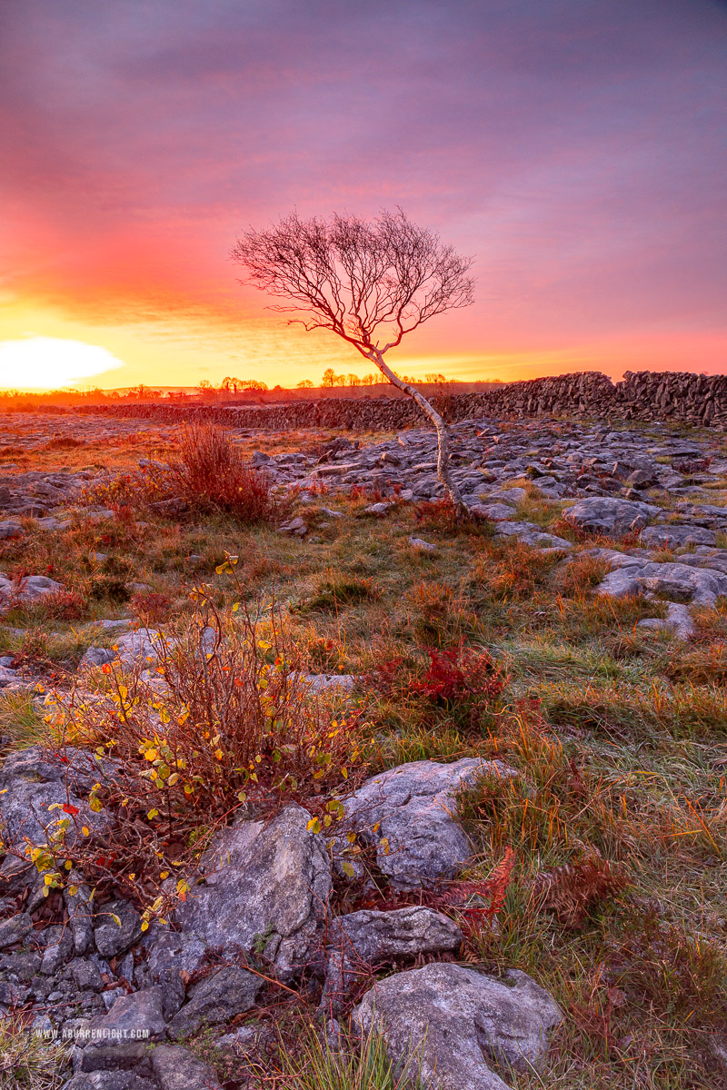 A Burren Lone Tree Clare Ireland - autumn,lone tree,november,red,twilight,wall,golden,lowland