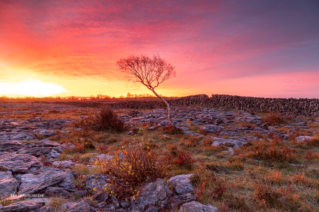 A Burren Lone Tree Clare Ireland - autumn,lone tree,november,red,twilight,wall,lowland