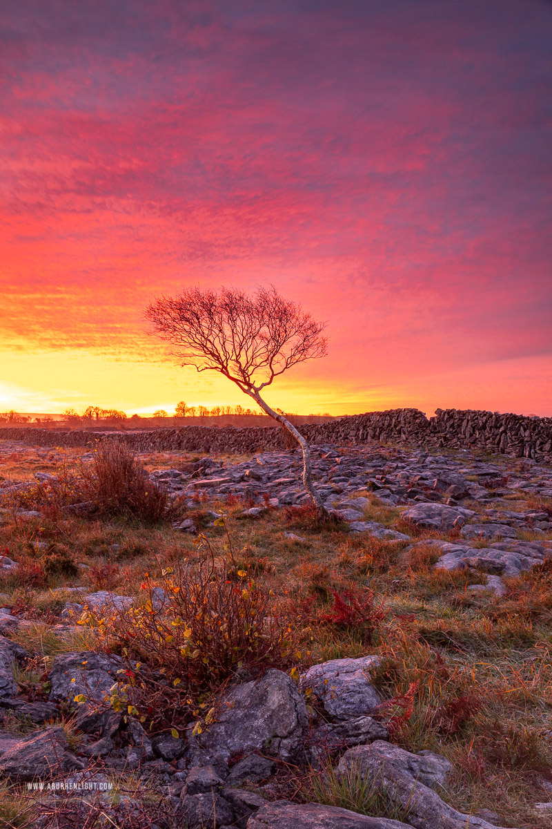 A Burren Lone Tree Clare Ireland - autumn,lone tree,november,red,twilight,wall,portfolio,lowland