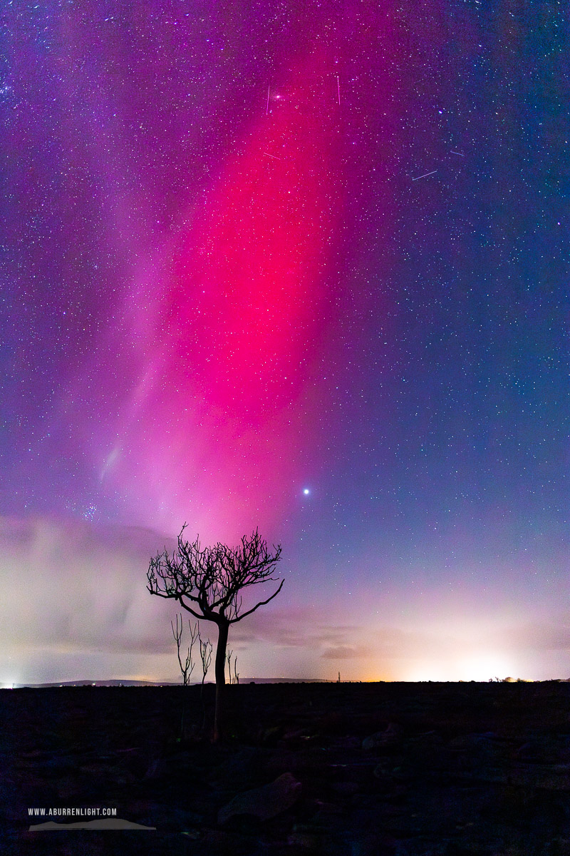 A Burren Lone Tree Clare Ireland - Pleiades,SAR,STEVE,Venus,aurora,autumn,lone tree,night,november,lowland,astro,long exposure