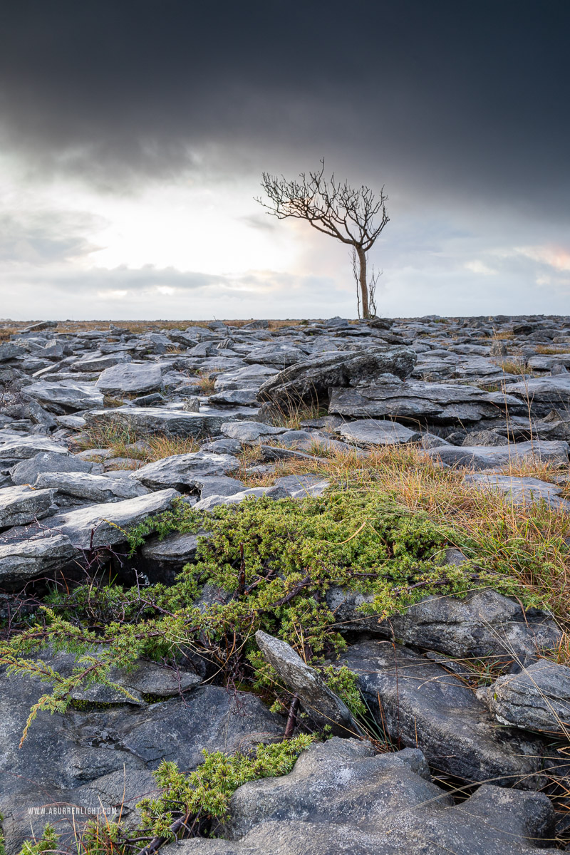 A Burren Lone Tree Clare Ireland - january,lone tree,winter,lowland