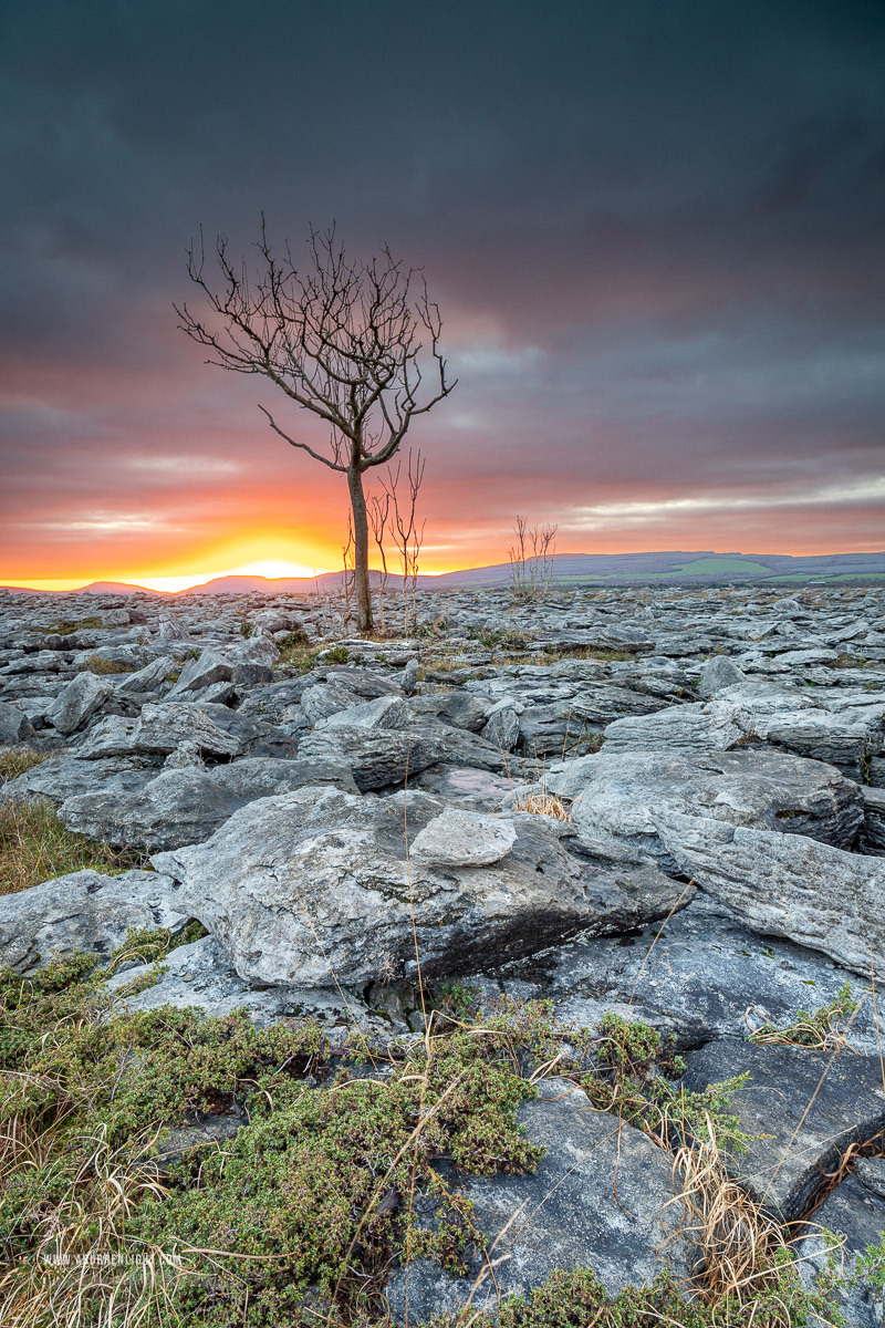 A Burren Lone Tree Clare Ireland - january,lone tree,lowlands,sunset,winter