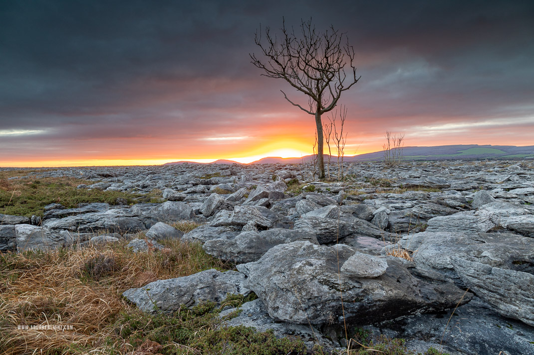 A Burren Lone Tree Clare Ireland - january,lone tree,lowlands,sunset,winter