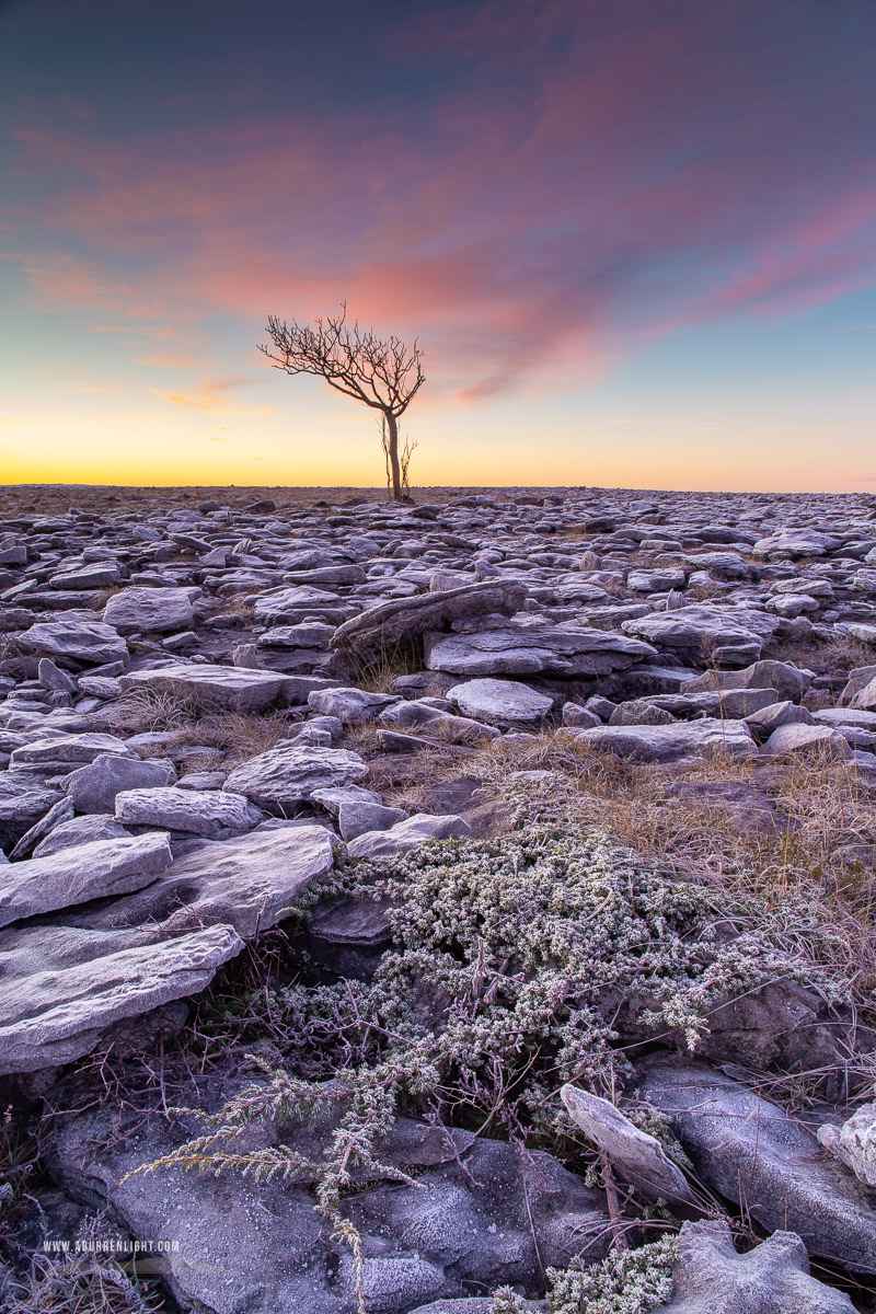 A Burren Lone Tree Clare Ireland - frost,january,lone tree,pink,twilight,winter,lowland