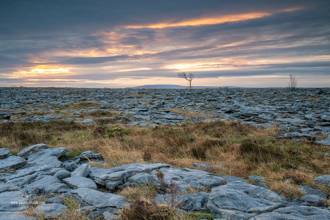 A Burren Lone Tree Clare Ireland - february,lone tree,lowlands,sunrise,winter,lowland