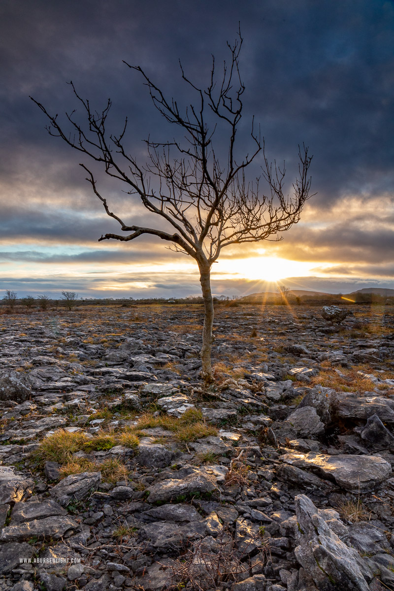 A Burren Lone Tree Clare Ireland - january,lone tree,sunset,sunstar,winter,lowland