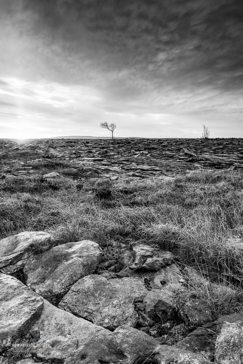 A Burren Lone Tree Clare Ireland - autumn,monochrome,lone tree,lowland,november,sunrise