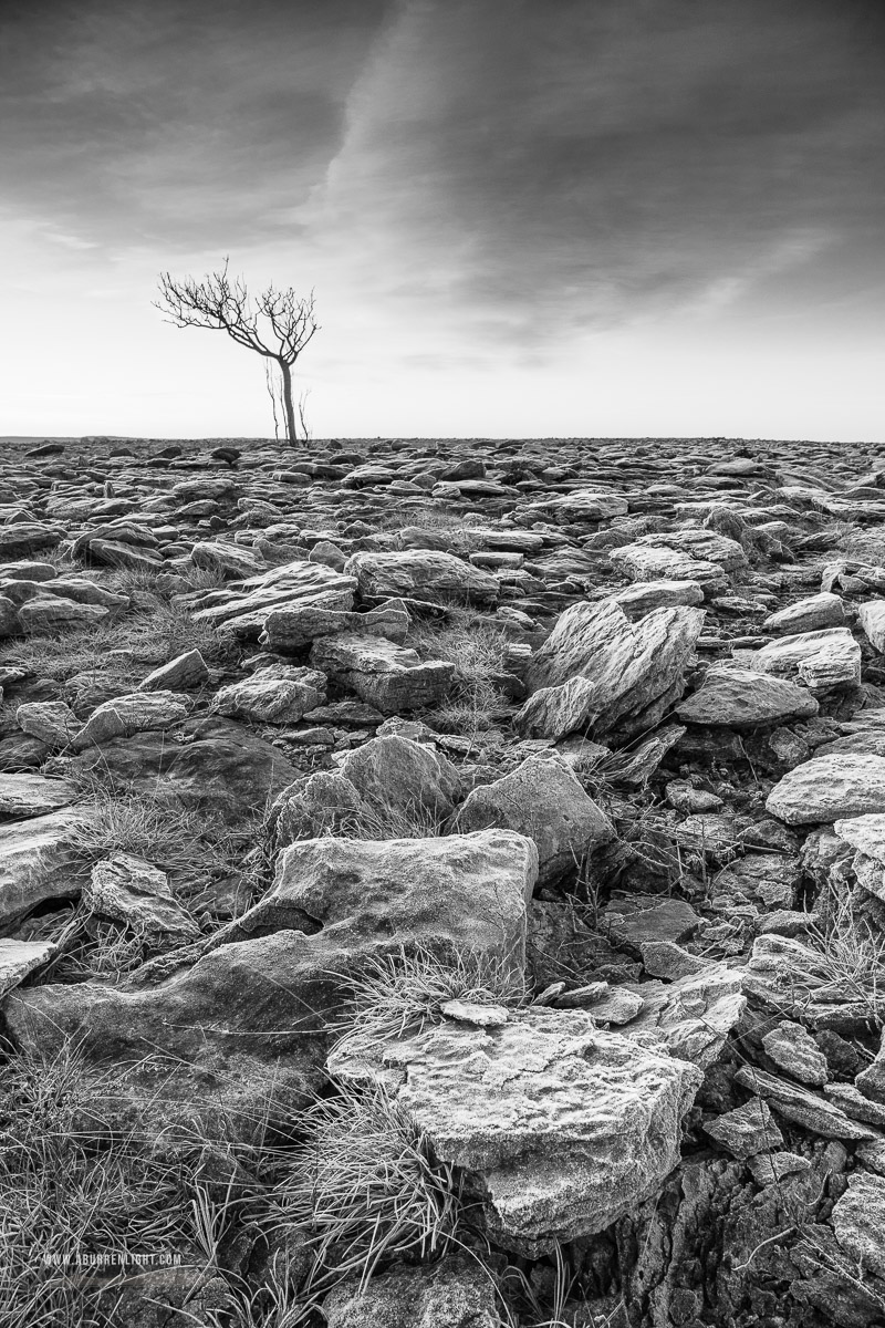 A Burren Lone Tree Clare Ireland - frost,january,lone tree,lowland,monochrome,winter