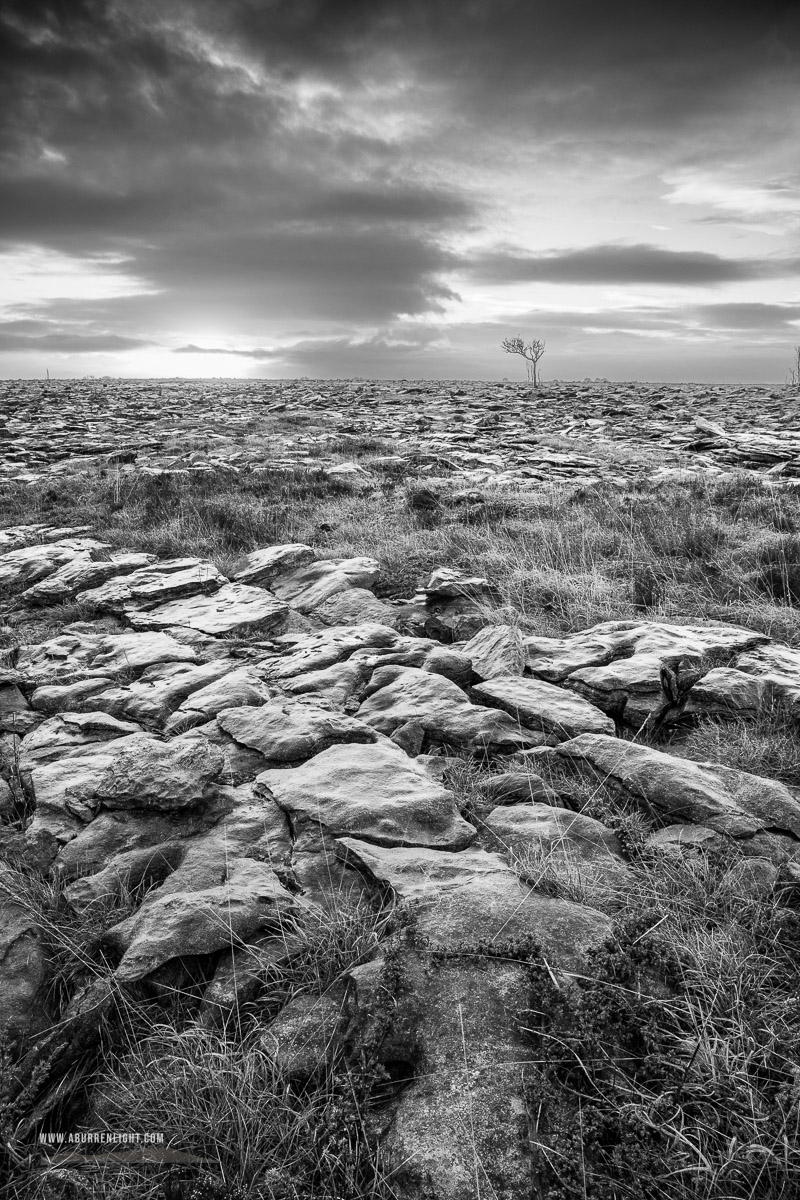 A Burren Lone Tree Clare Ireland - february,lone tree,lowlands,monochrome,winter