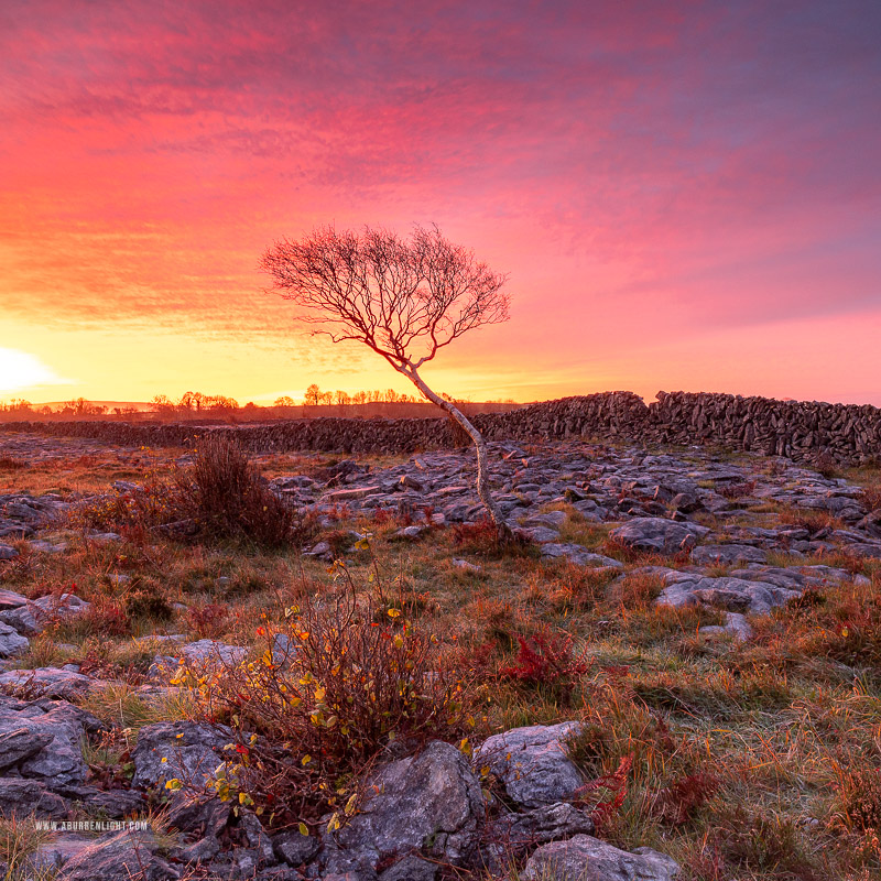 A Burren Lone Tree Clare Ireland - astro,aurora,autumn,lone tree,lowland,night,october,pilars