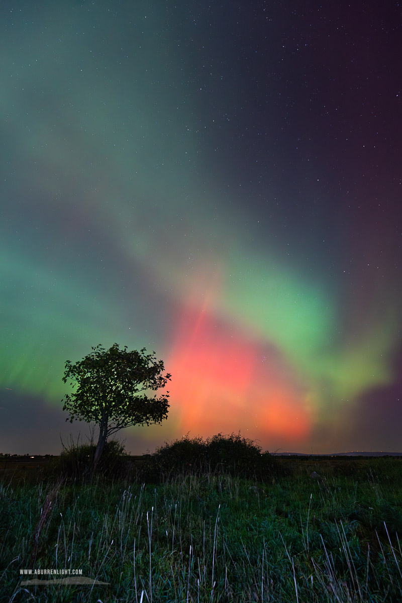 A Burren Lone Tree Clare Ireland - astro,aurora,autumn,lone tree,lowland,night,october,pilars