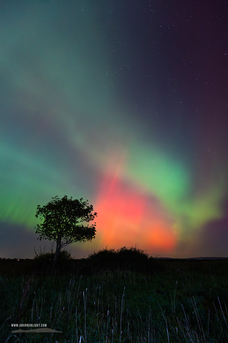 A Burren Lone Tree Clare Ireland - astro,aurora,autumn,lone tree,lowland,night,october,pilars