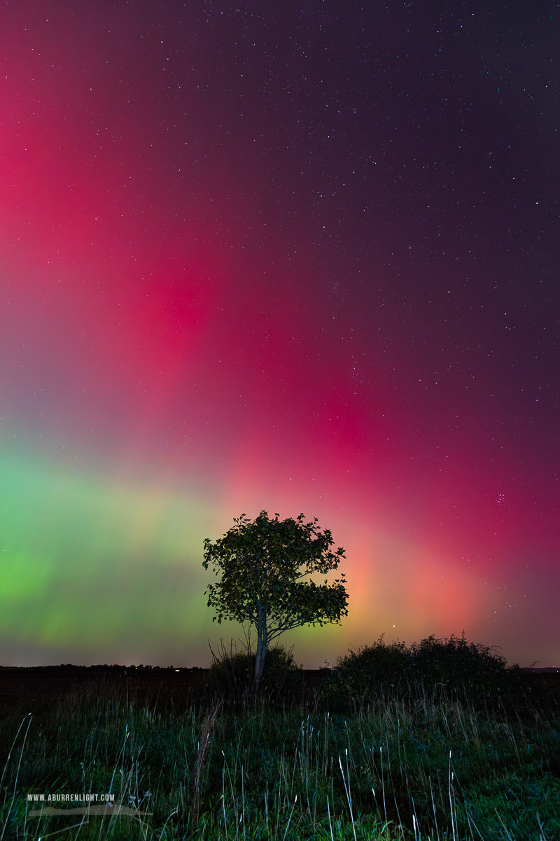 A Burren Lone Tree Clare Ireland - astro,aurora,autumn,lone tree,lowland,night,october,pilars