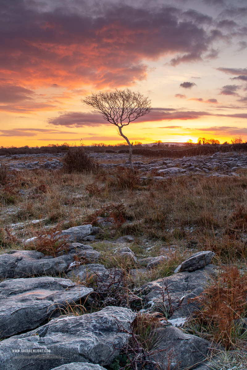 A Burren Lone Tree Clare Ireland - autumn,lone tree,lowland,november,twilight,wall