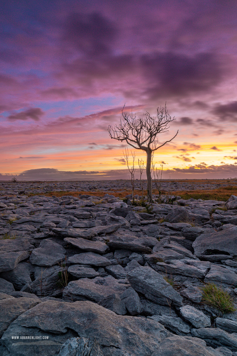 A Burren Lone Tree Clare Ireland - autumn,lone tree,lowland,october,pink,purple,twilight