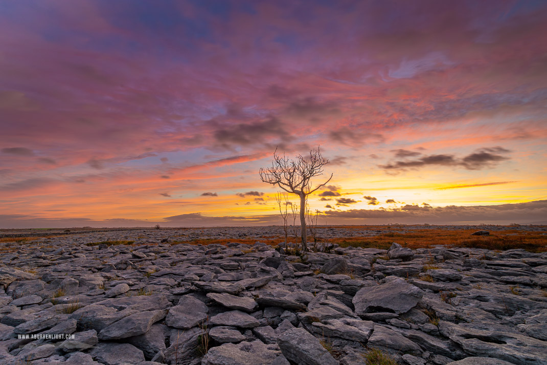 A Burren Lone Tree Clare Ireland - autumn,lone tree,lowland,october,orange,pink,twilight