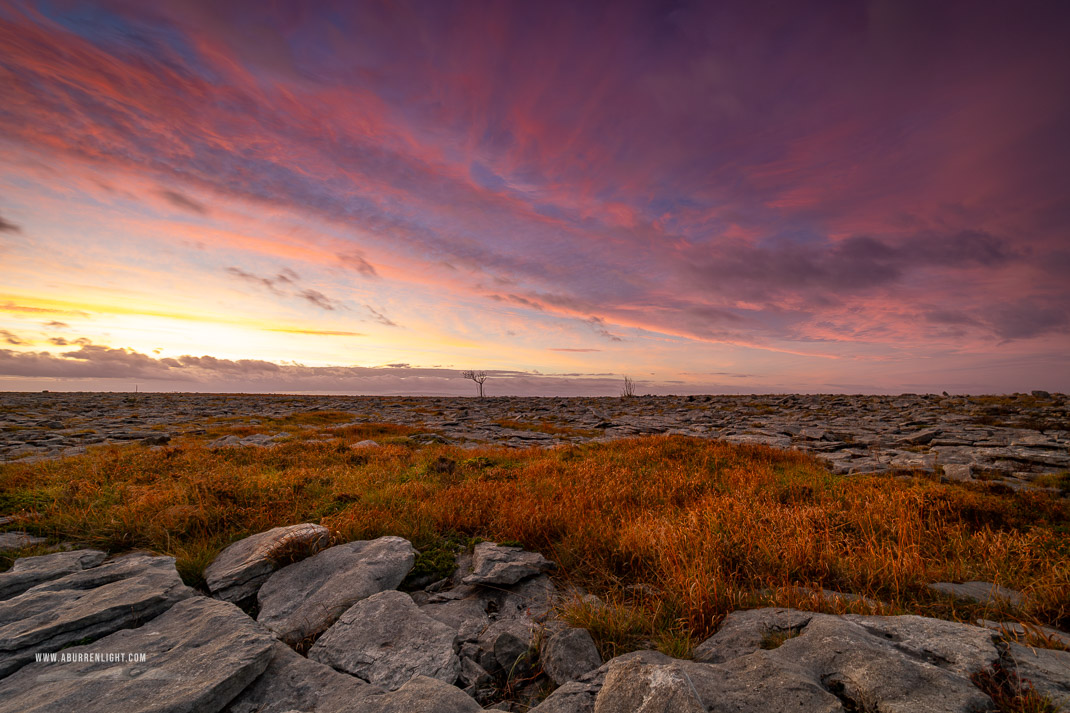 A Burren Lone Tree Clare Ireland - autumn,lone tree,lowland,october,pink,twilight