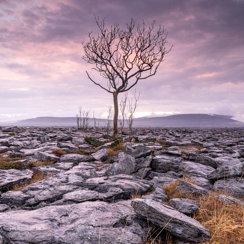 A Burren Lone Tree Clare Ireland - april,dusk,lone tree,long exposure,spring,square