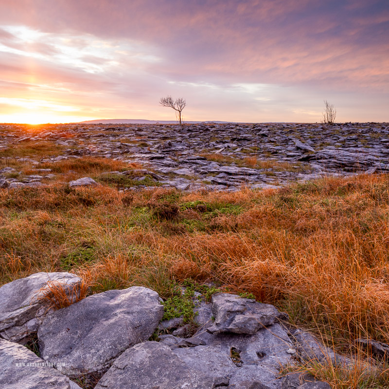 A Burren Lone Tree Clare Ireland - autumn,lone tree,november,square,sunrise