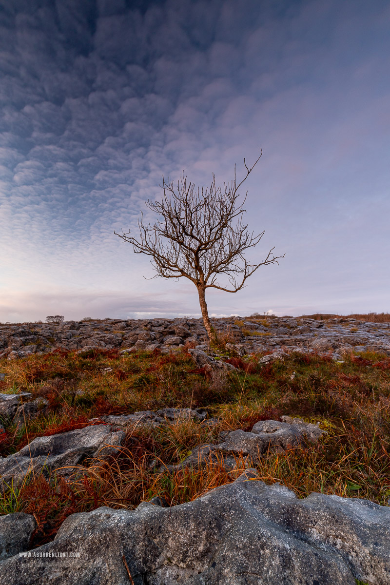 A Burren Lone Tree Clare Ireland - autumn,december,lone tree,lowland