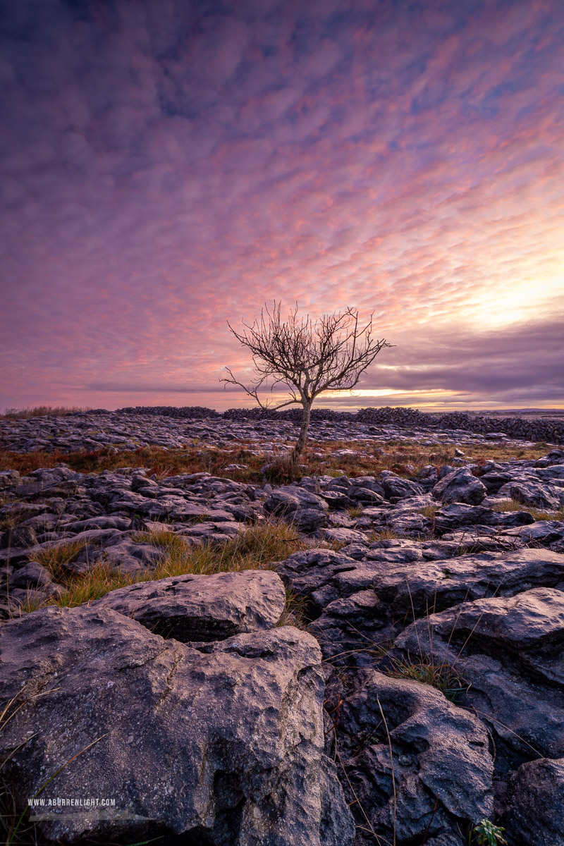 A Burren Lone Tree Clare Ireland - autumn,december,lone tree,lowland,pink,twilight