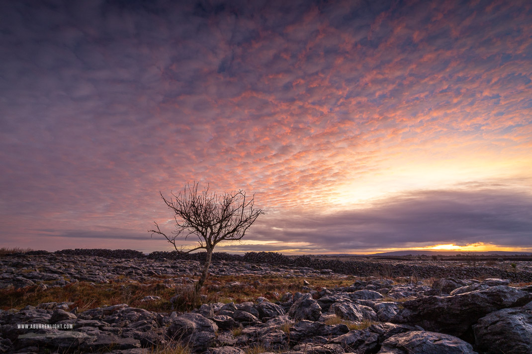 A Burren Lone Tree Clare Ireland - autumn,december,lone tree,lowland,pink,twilight