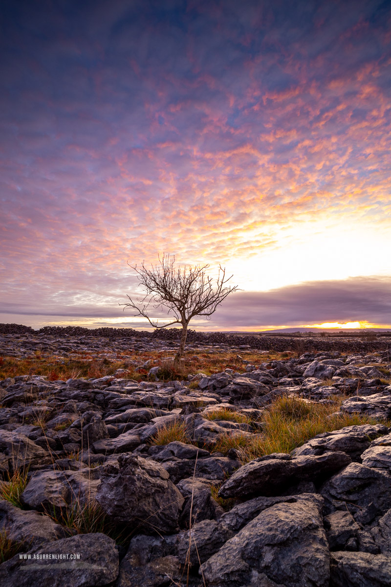 A Burren Lone Tree Clare Ireland - autumn,december,lone tree,lowland,pink,twilight