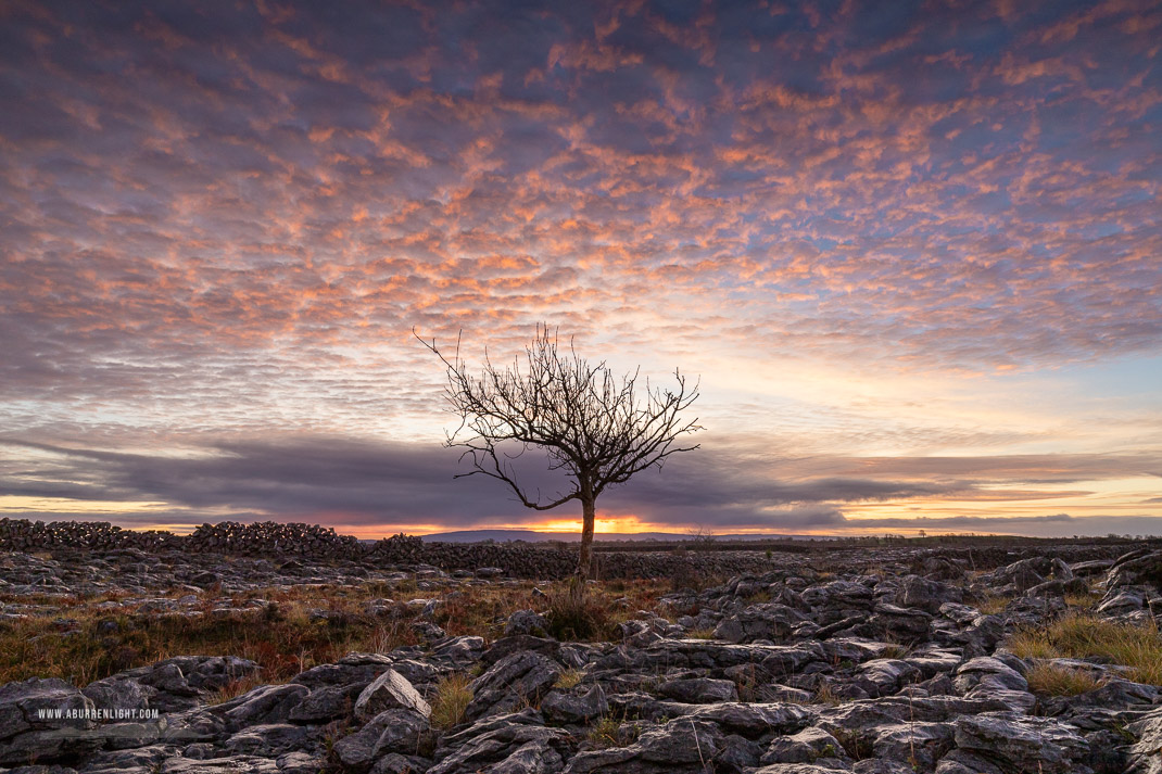 A Burren Lone Tree Clare Ireland - autumn,december,lone tree,lowland,pink,sunrise,portfolio