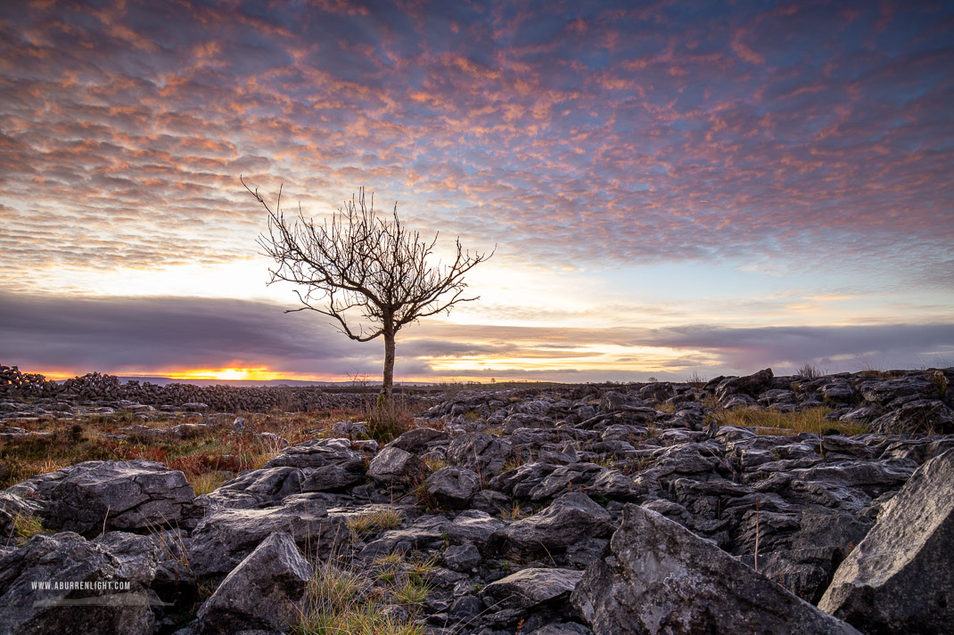 A Burren Lone Tree Clare Ireland - autumn,december,lone tree,lowland,pink,sunrise