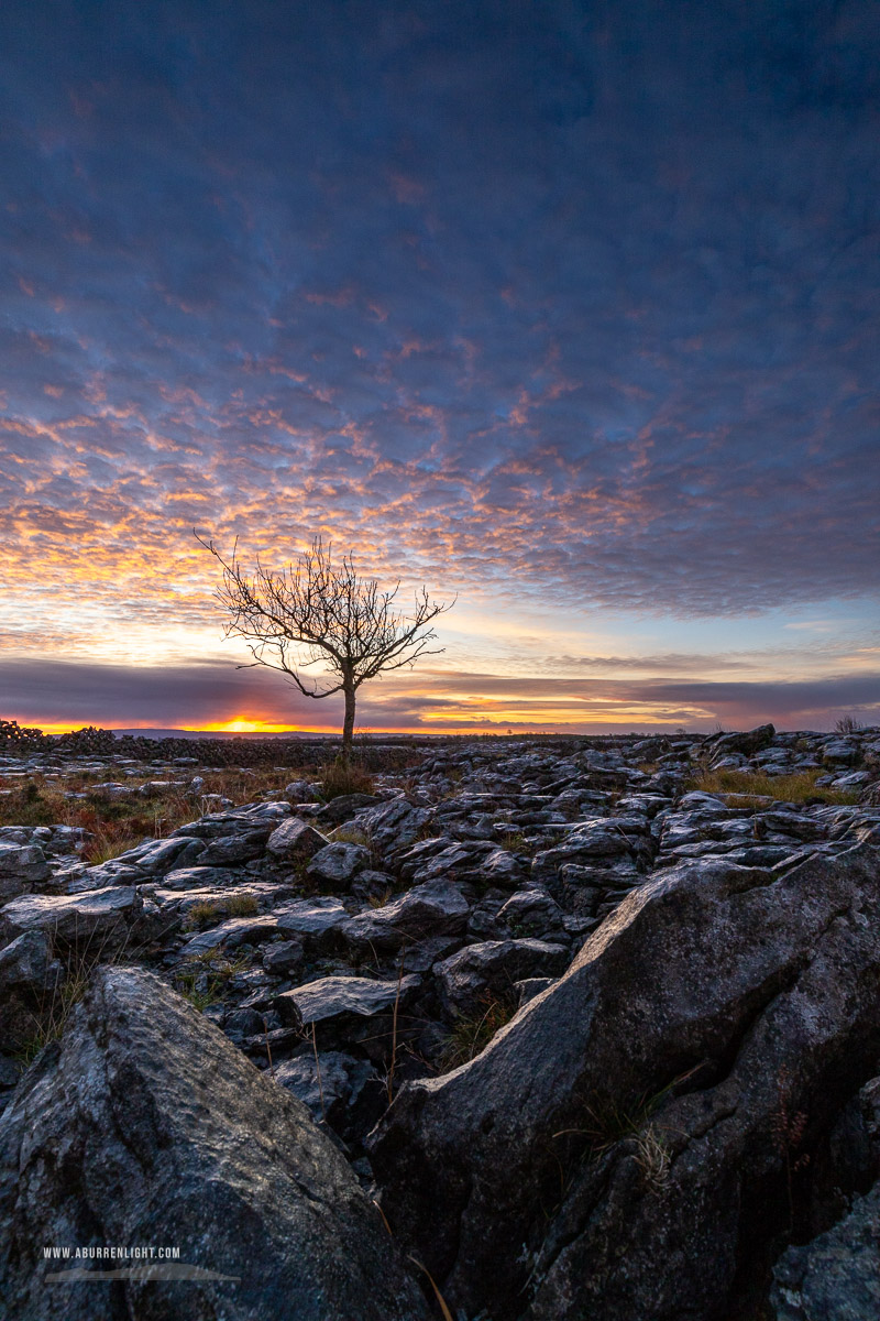 A Burren Lone Tree Clare Ireland - autumn,blue,december,lone tree,lowland,pink,sunrise,portfolio