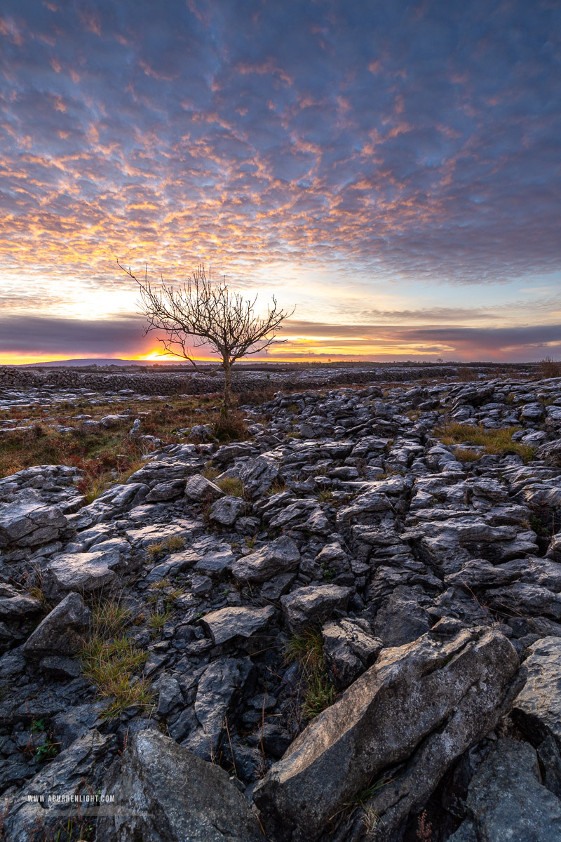 A Burren Lone Tree Clare Ireland - autumn,december,lone tree,lowland,pink,sunrise