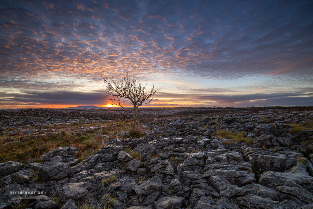 A Burren Lone Tree Clare Ireland - autumn,december,lone tree,lowland,pink,sunrise,portfolio