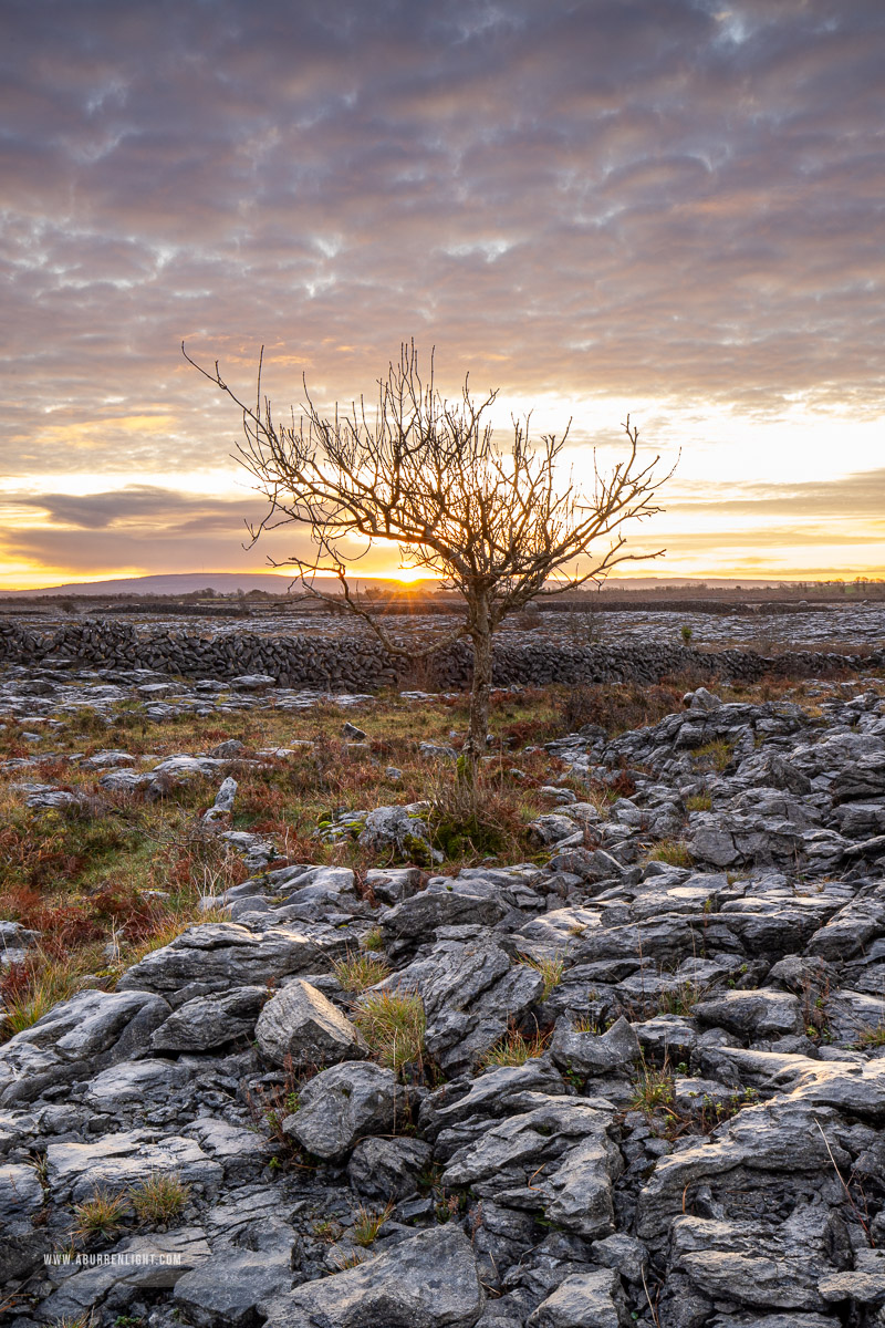 A Burren Lone Tree Clare Ireland - autumn,december,golden,lone tree,lowland,sunrise,sunstar