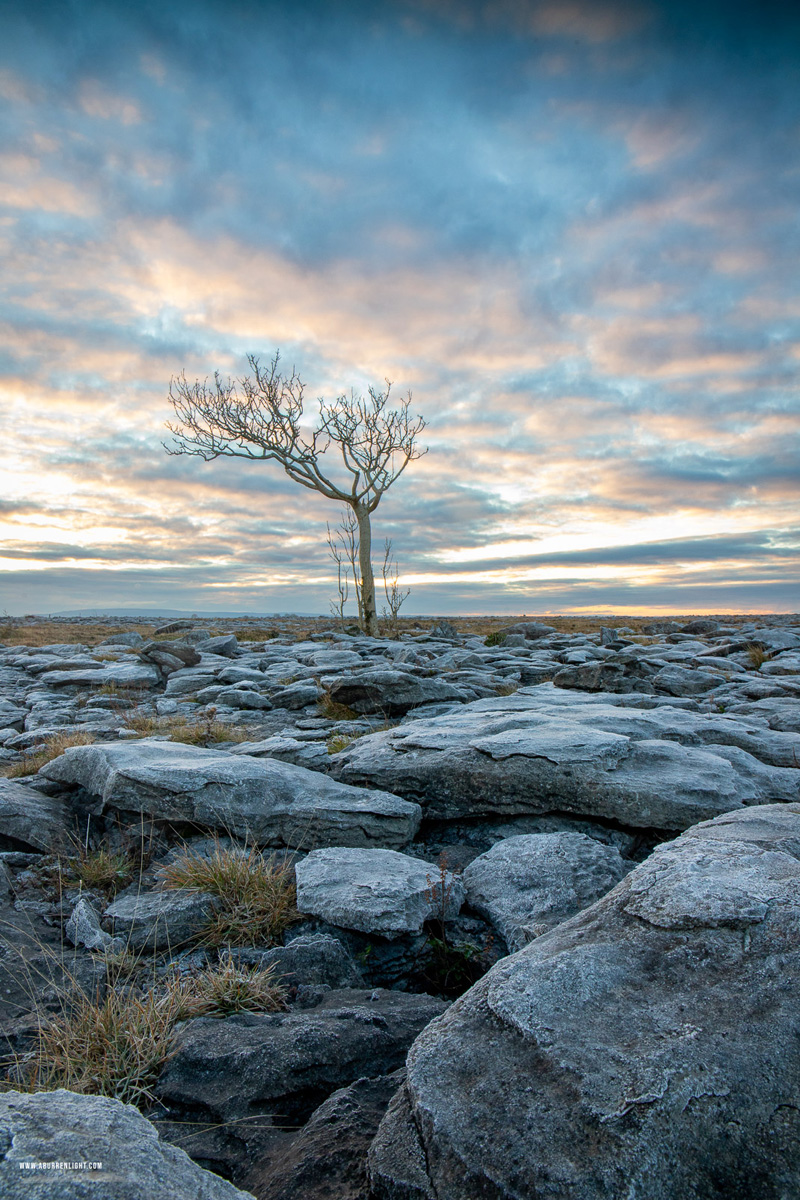 A Burren Lone Tree Clare Ireland - blue,frost,january,lone tree,sunrise,winter,lowland