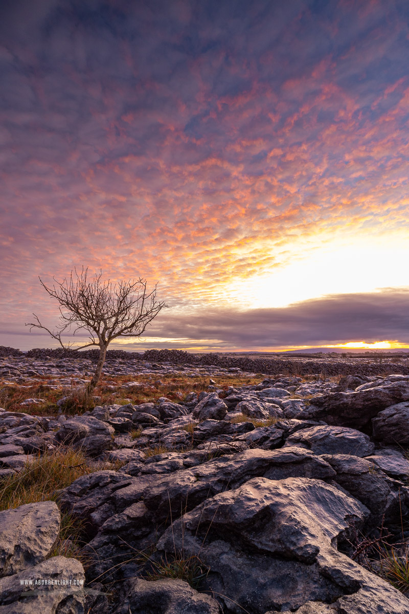 A Burren Lone Tree Clare Ireland - autumn,december,lone tree,lowland,pink,twilight