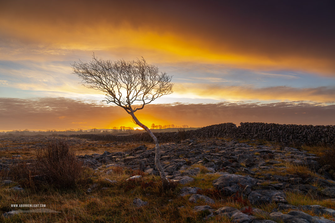 A Burren Lone Tree Clare Ireland - december,lone tree,lowland,orange,sunrise,wall,winter