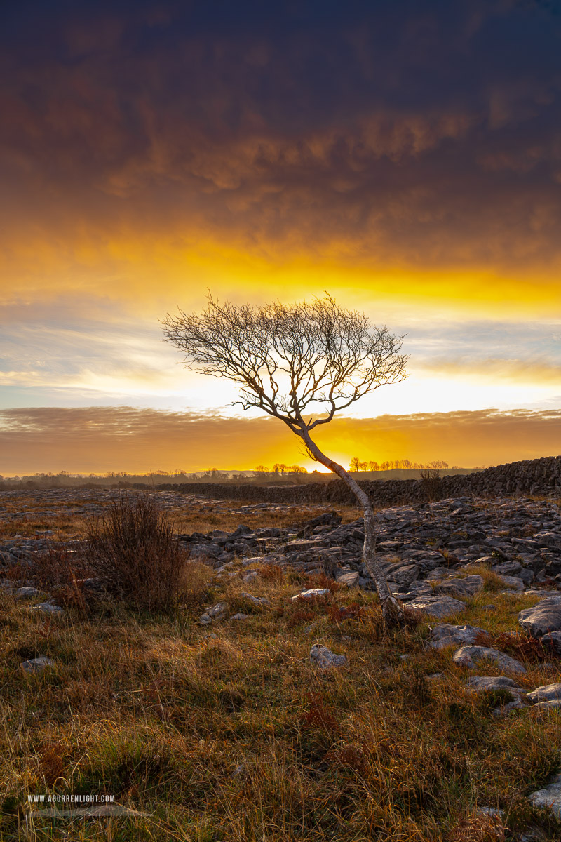 A Burren Lone Tree Clare Ireland - december,lone tree,lowland,orange,sunrise,wall,winter