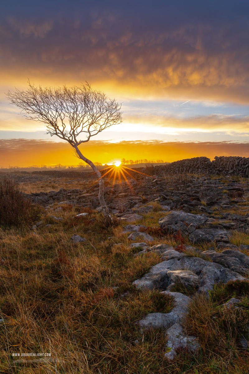 A Burren Lone Tree Clare Ireland - december,lone tree,lowland,orange,sunrise,sunstar,wall,winter