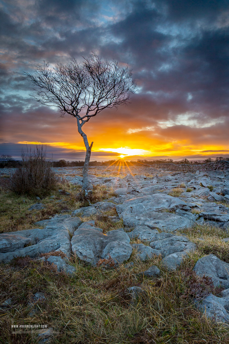 A Burren Lone Tree Clare Ireland - february,lone tree,sunrise,sunstar,winter,lowland