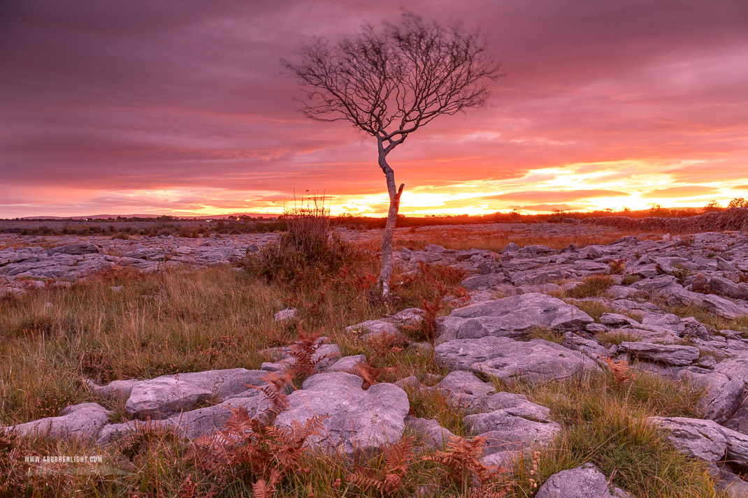 A Burren Lone Tree Clare Ireland - autumn,lone tree,long exposure,october,pink,twilight,lowland