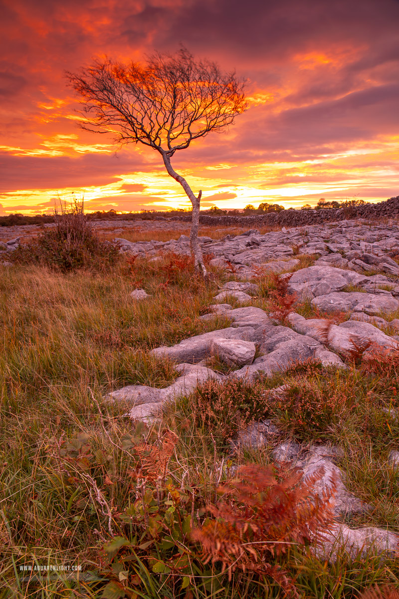 A Burren Lone Tree Clare Ireland - autumn,limited,lone tree,long exposure,october,red,twilight,lowland,portfolio