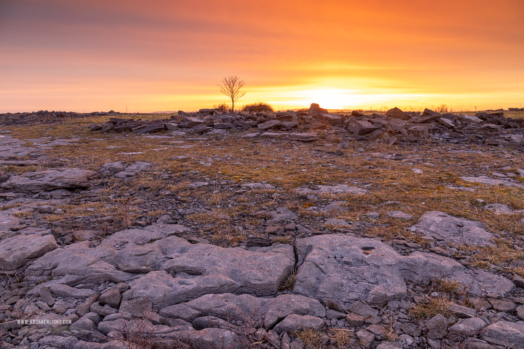 A Burren Lone Tree Clare Ireland - lone tree,march,orange,twilight,winter,lowland