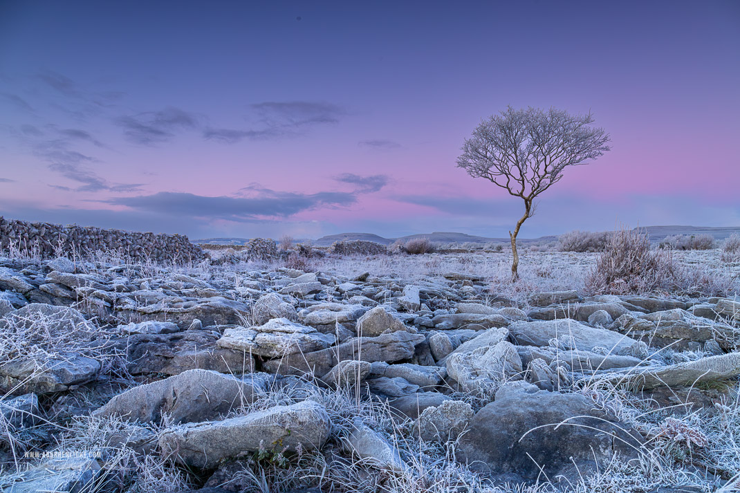 A Burren Lone Tree Clare Ireland - dawn,frost,hoarfrost,january,lone tree,lowland,twilight,wall,winter,portfolio