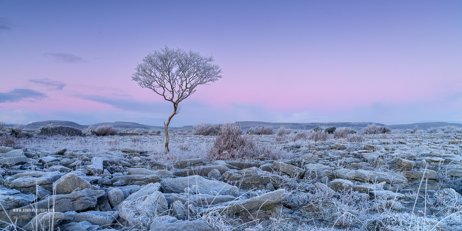 A Burren Lone Tree Clare Ireland - dawn,frost,hoarfrost,january,lone tree,lowland,panorama,twilight,wall,winter